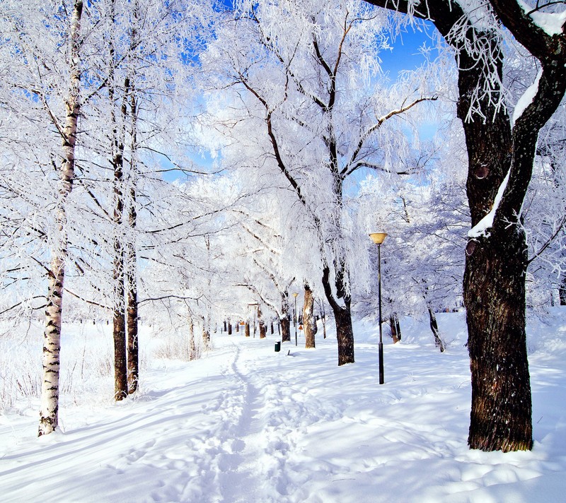 Снежные деревья вдоль дороги в парке с фонарем (холодное сердце, frozen, снег, дерево, зима)