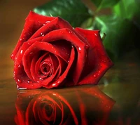 HD Red Rose with Dewdrops Reflection