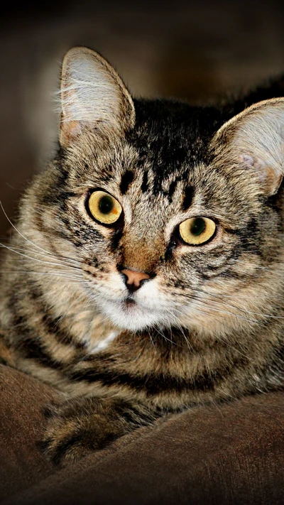 Close-up de um gato tabby fofo com olhos amarelos marcantes.