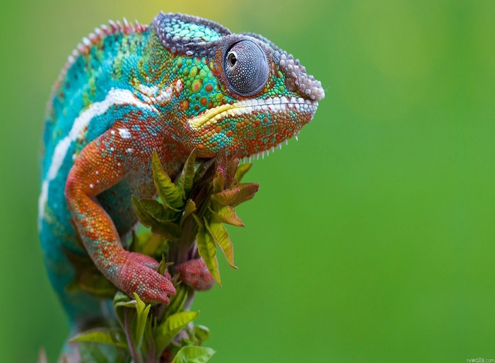 Arafed chamelon sitting on a branch with green background (chameleon, lizard, pet)