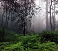 Bosque brumoso con helechos verdes exuberantes