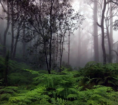 Bosque brumoso con helechos verdes exuberantes