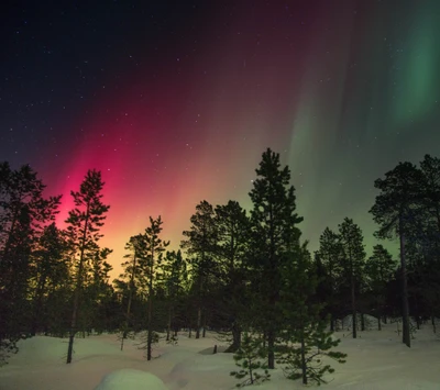 aurora, borealis, bosque, luces, árboles