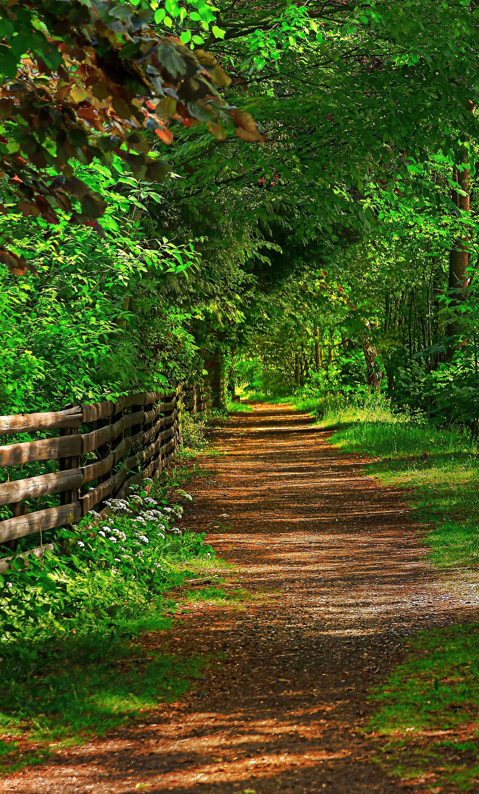 forest, nature, road, trees wallpaper