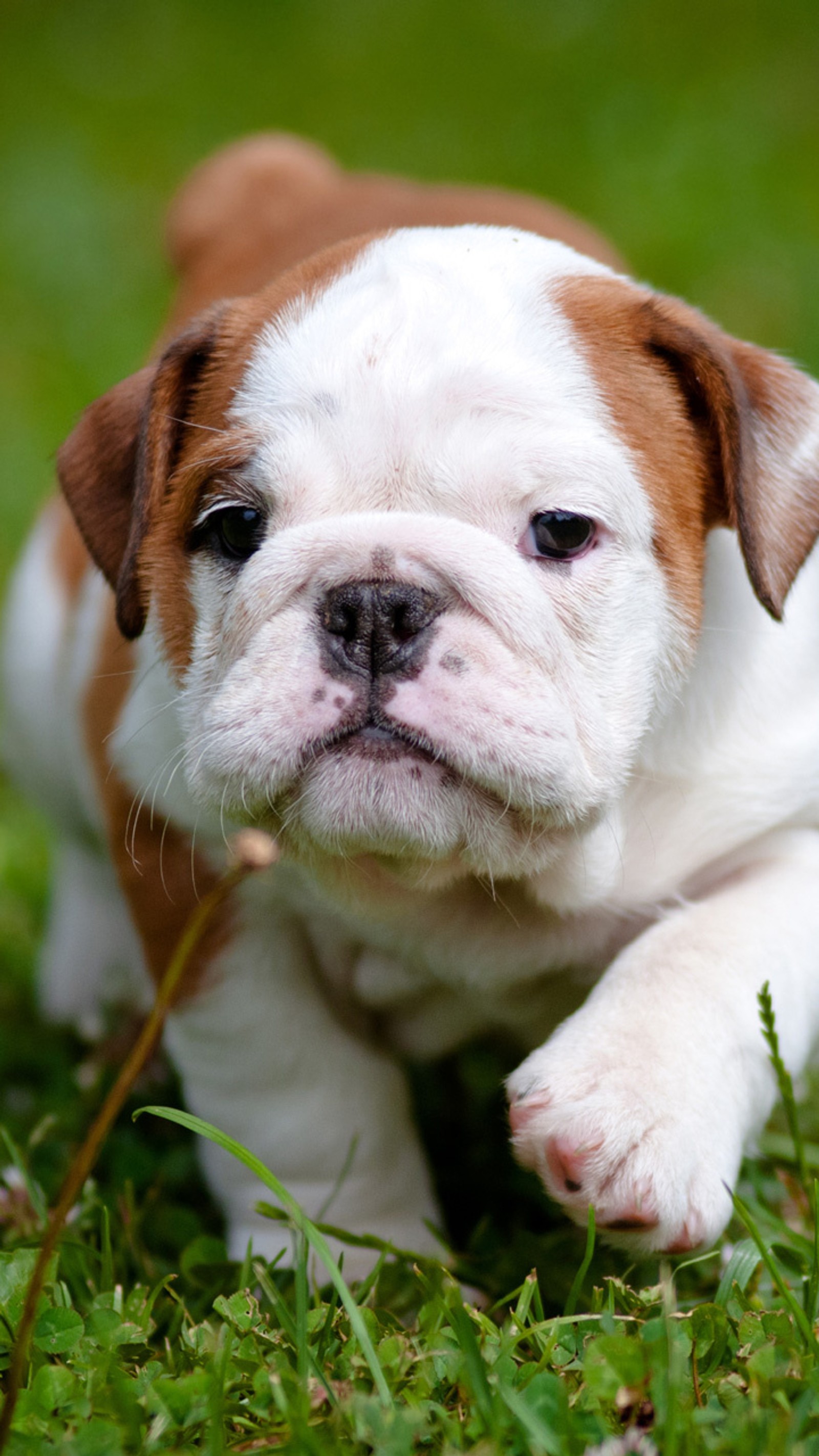 Téléchargez le fond d'écran bulldog, chiots