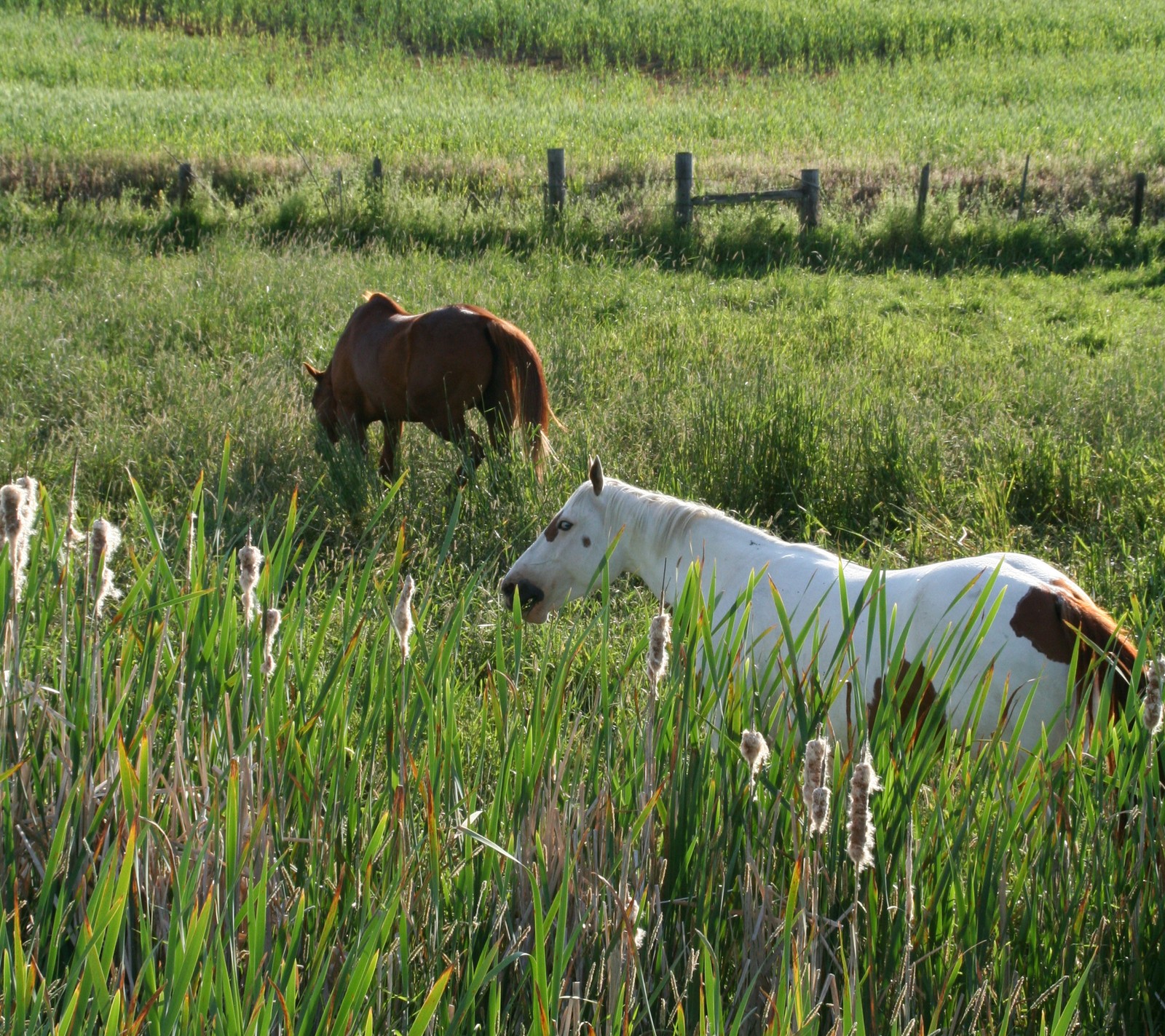 Cavalos pastando em um campo de grama alta perto de uma cerca (campos, cavalos)