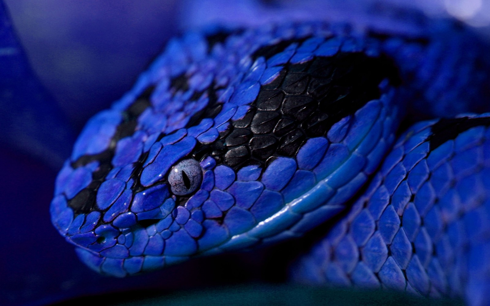 Um close de uma cobra azul com manchas pretas no rosto (réptil, azul, serpente, azul cobalto, azul elétrico)