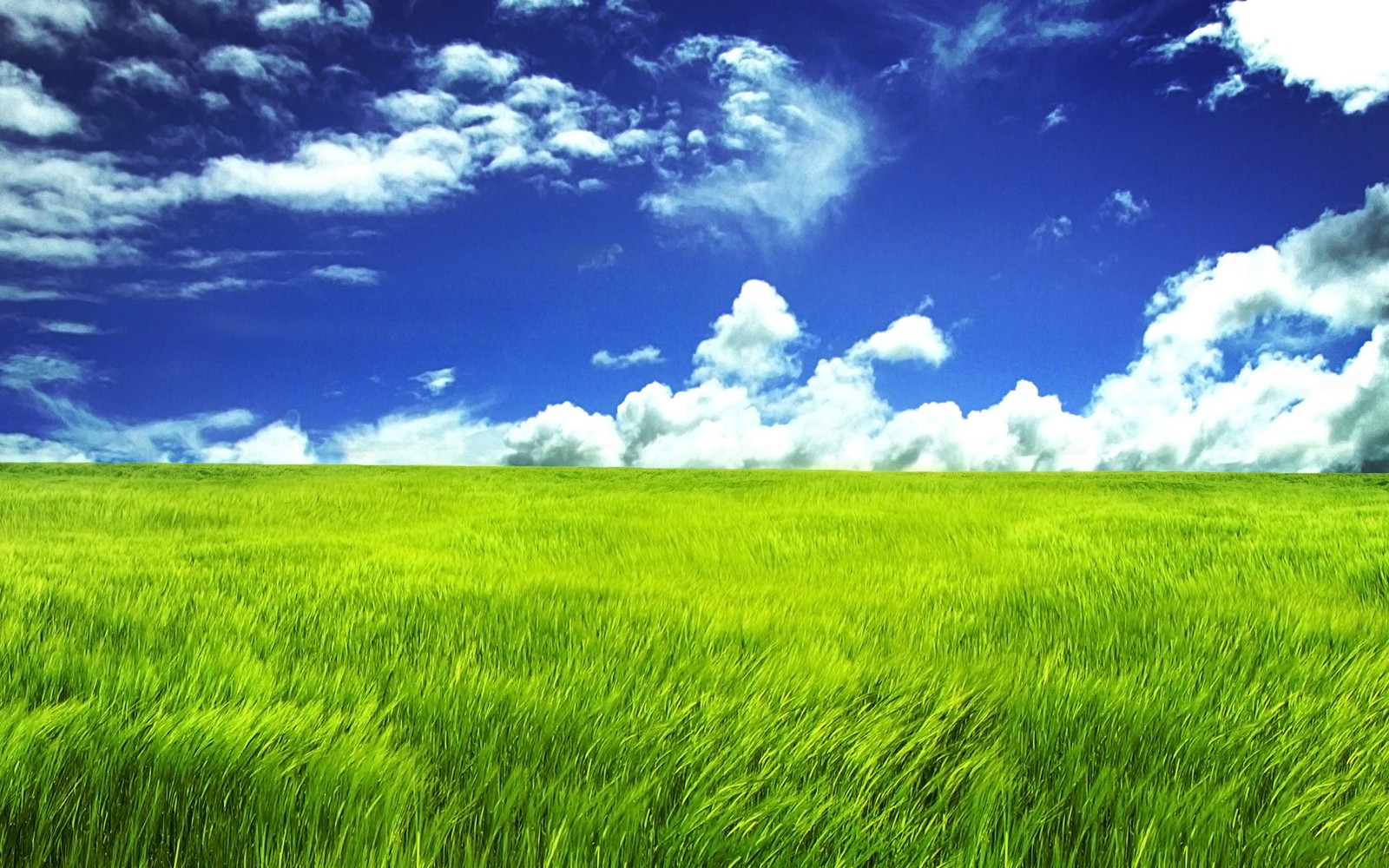 Un champ vert avec un ciel bleu et des nuages en arrière-plan (prairie, herbe, champ, journée, rizière)