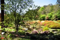 nature, jardin botanique, jardin, végétation, arbre