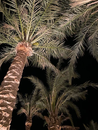 Nighttime Canopy of Date Palm Trees