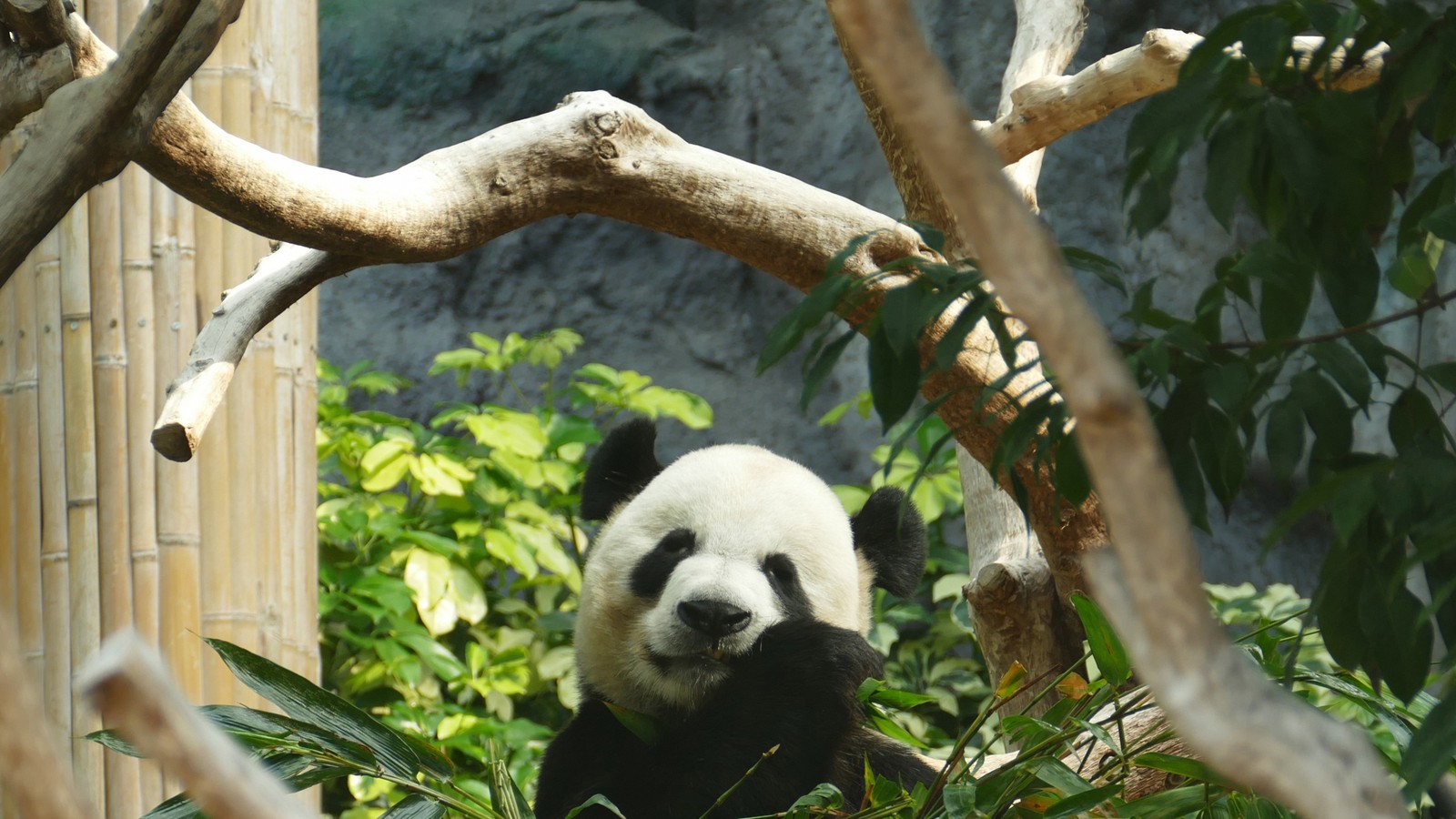 Urso panda sentado na grama em uma jaula de zoológico (panda gigante, panda vermelho, zoológico, animal terrestre, urso)