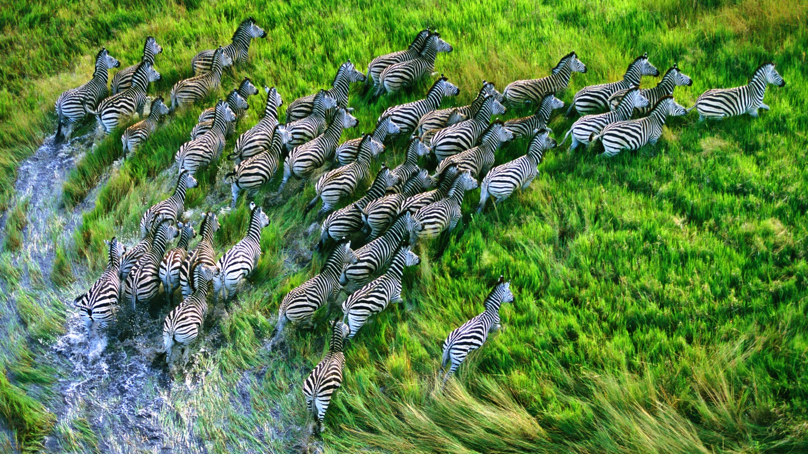 Zebras are walking in a group across a stream of water (apple macbook pro, apples, operating system, plant, terrestrial plant)