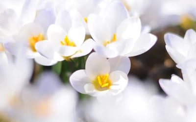 Delicadas flores blancas de crocus en floración primaveral