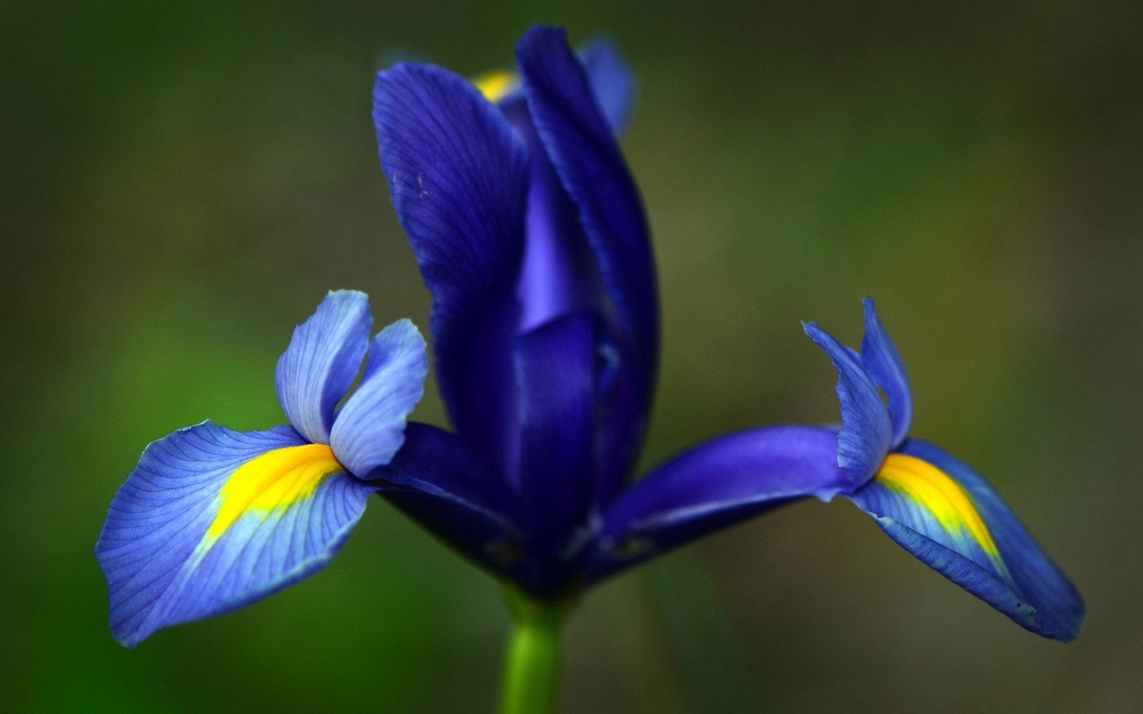 Il y a une fleur bleue avec des centres jaunes sur une tige (bleu, plante à fleurs, plante, pétale, iris)