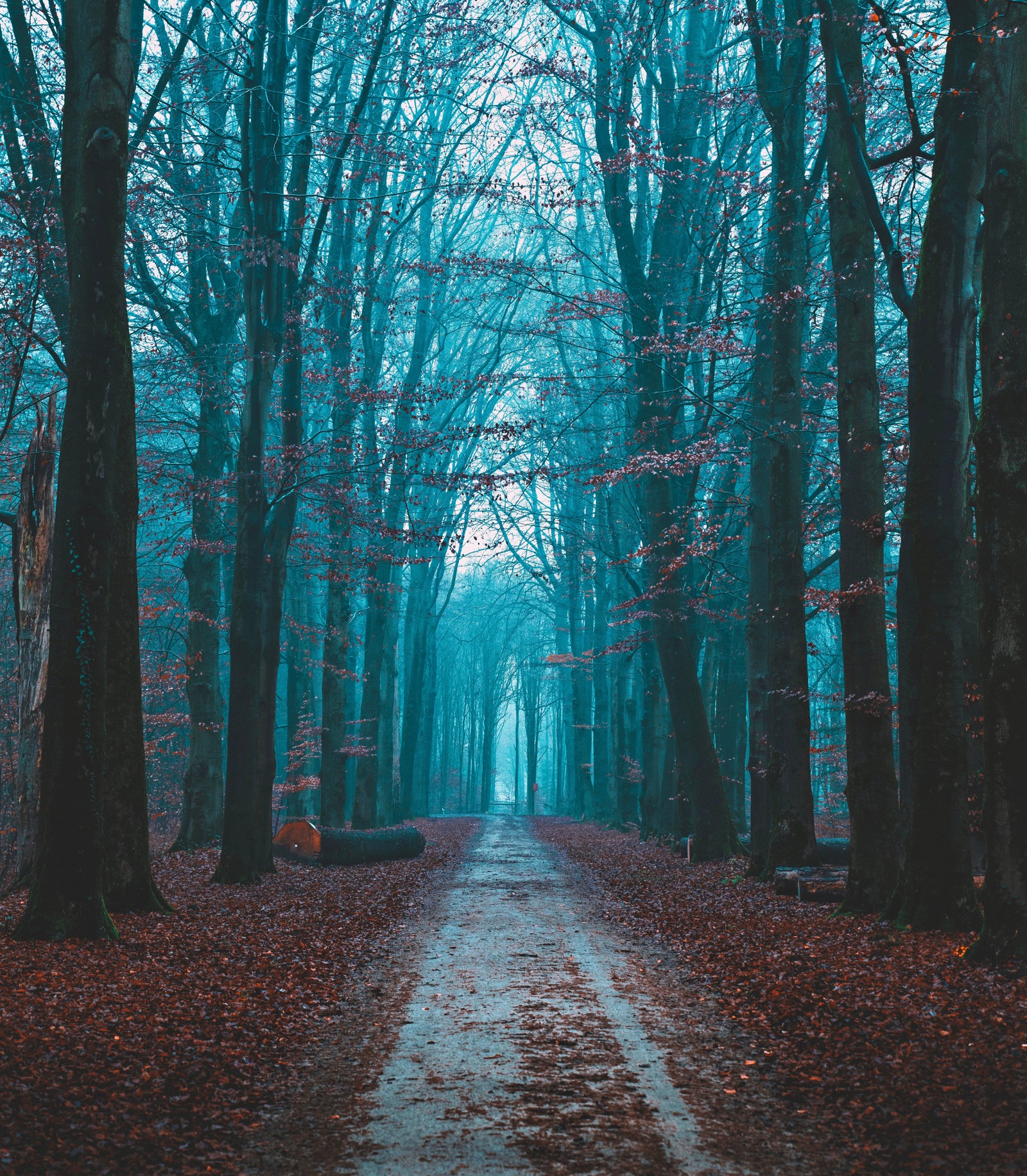 Vue d'un chemin à travers une forêt avec des arbres et des feuilles (feuillage dautomne, arbres nus, chemin, forêt, matin)