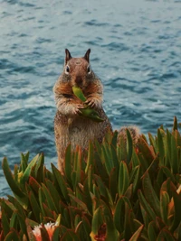 Squirrel foraging among coastal greenery by the water.