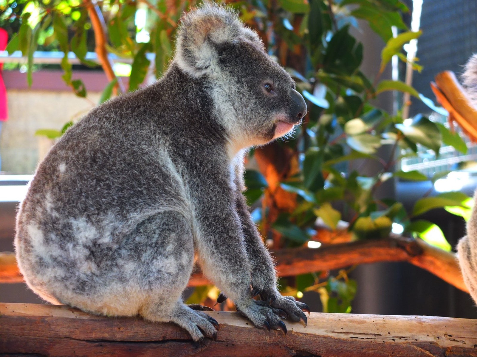 Há um coala sentado em um galho em um zoológico (coala, marsupial, fauna, árvore, animal terrestre)