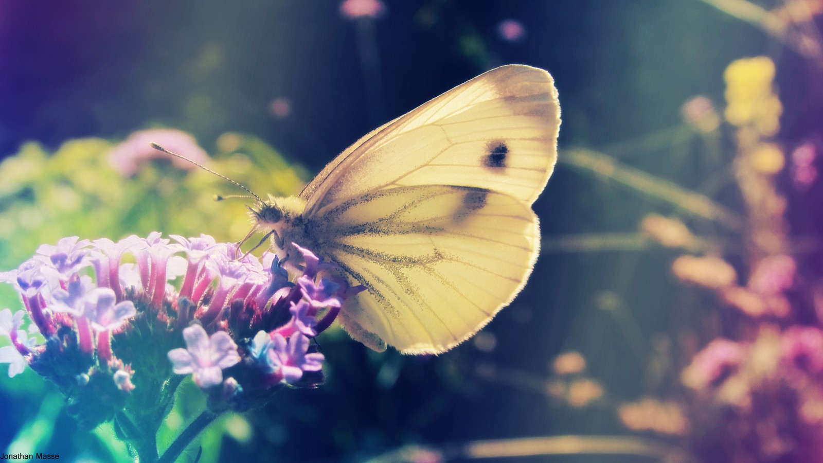 Il y a un papillon qui est assis sur une fleur (papillons de nuit et papillons, papillon, insecte, invertébré, pollinisateur)