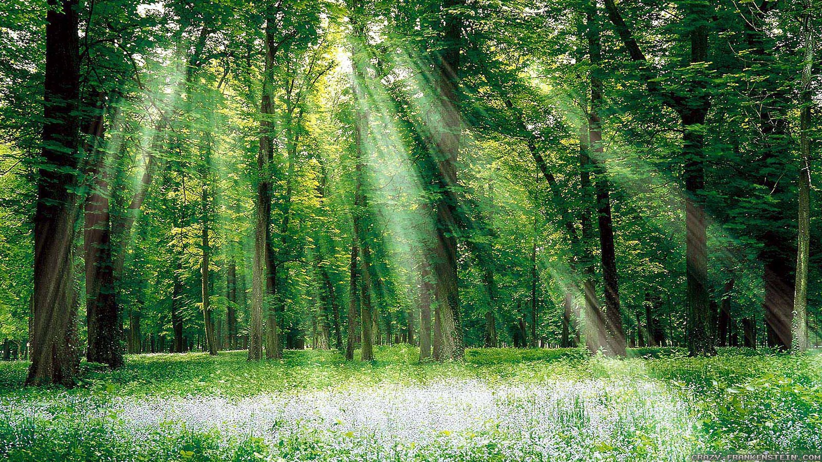 A forest filled with lots of green trees and flowers (forest, tree, nature, green, woodland)