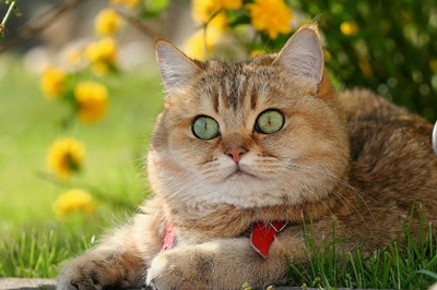 Un llamativo gato atigrado con vibrantes ojos verdes descansando en hierba exuberante, rodeado de brillantes flores amarillas.