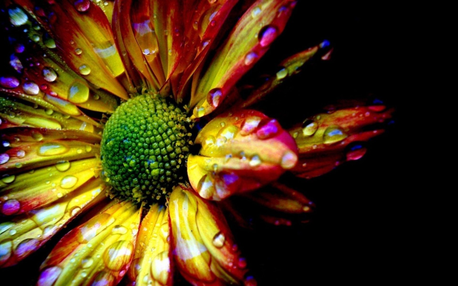 Primer plano de una flor con gotas de agua sobre ella (pétalo, amarillo, planta floreciendo, planta, polen)