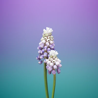 ios 11, ios, apfel, blume, lavendel