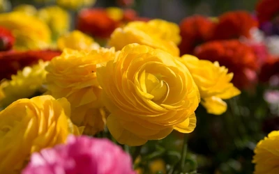 Vibrant Yellow Ranunculus Among a Colorful Floral Display