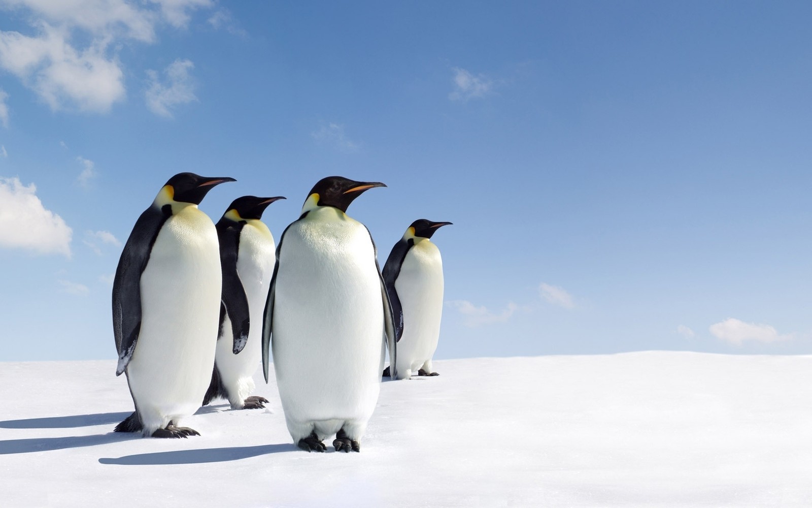 Três pinguins estão em uma linha sobre uma superfície nevada (pinguim imperador, pássaro não voador, pássaro, pinguim rei)