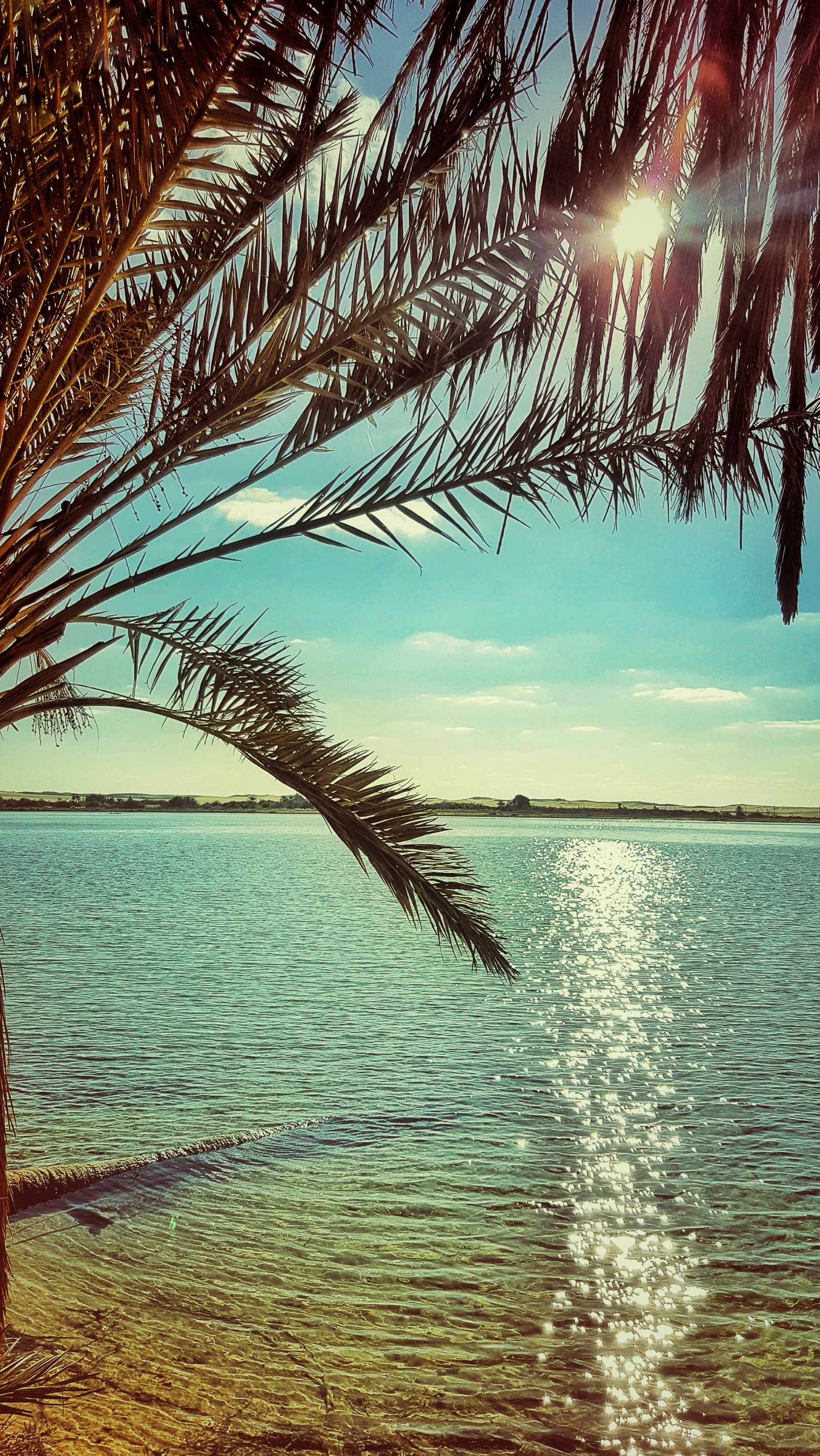 Il y a un palmier sur la plage près de l'eau (égypte, lac, palmier, paradis, ciel)