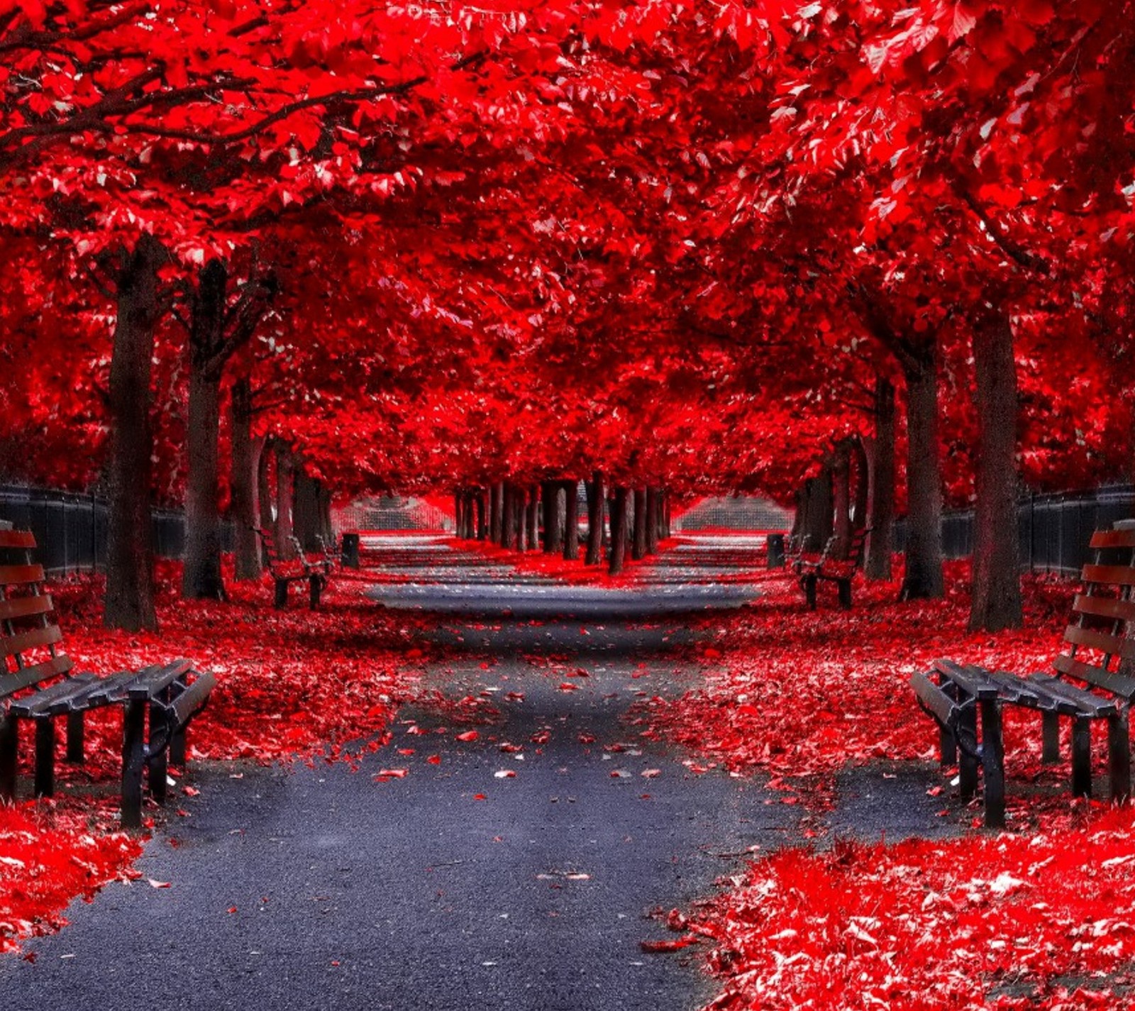 Des arbres rouges et des bancs dans un parc avec un chemin pavé (automne, nature, rouge, arbres)