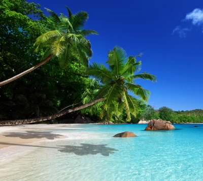 playa, palmas, paraíso, mar, tropical