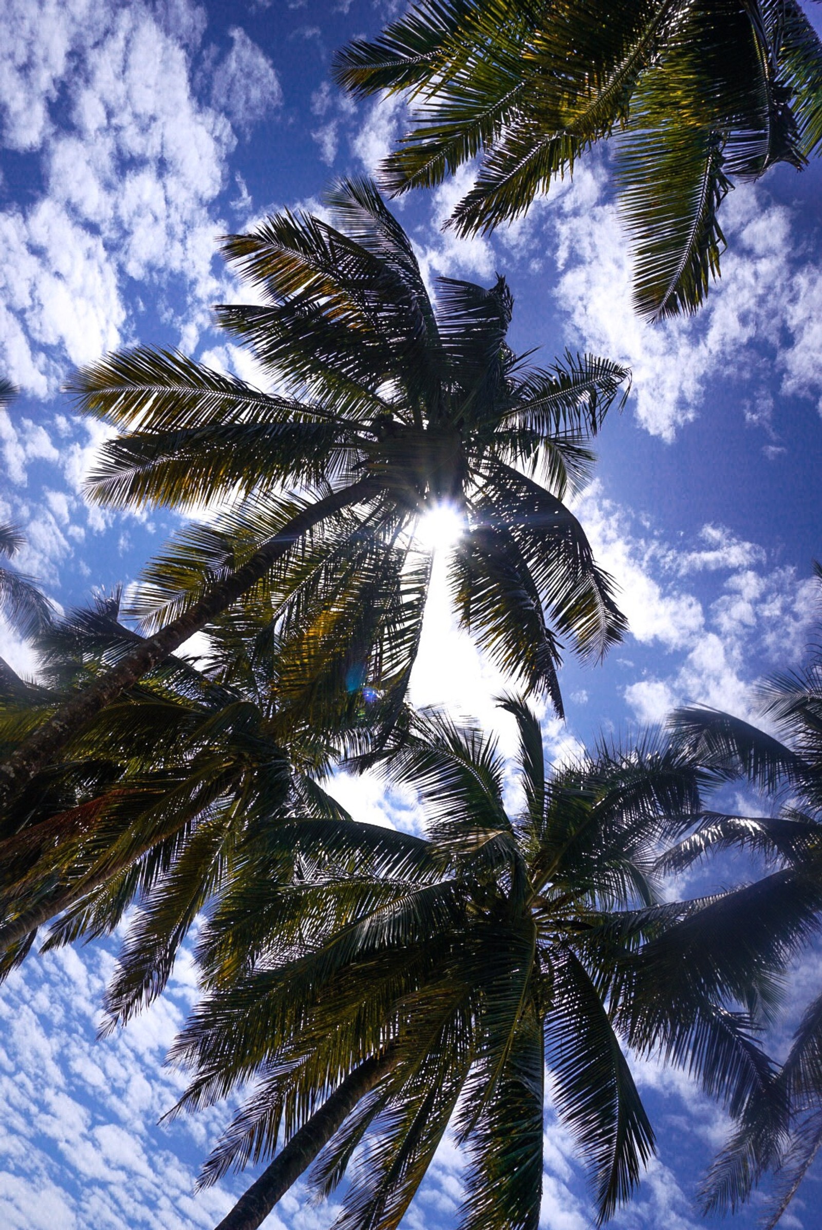 Hay muchas palmeras que están en el cielo con el sol brillando a través de ellas (playa, azul, coco, luces, montaña)