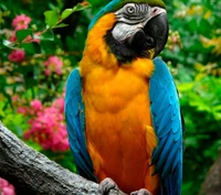 animals, parrot, pet