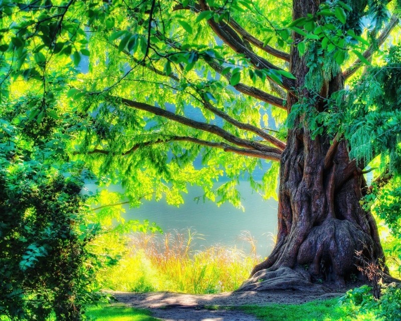 Un árbol con un camino en el medio rodeado de árboles (bosque, hojas, naturaleza, primavera, verano)