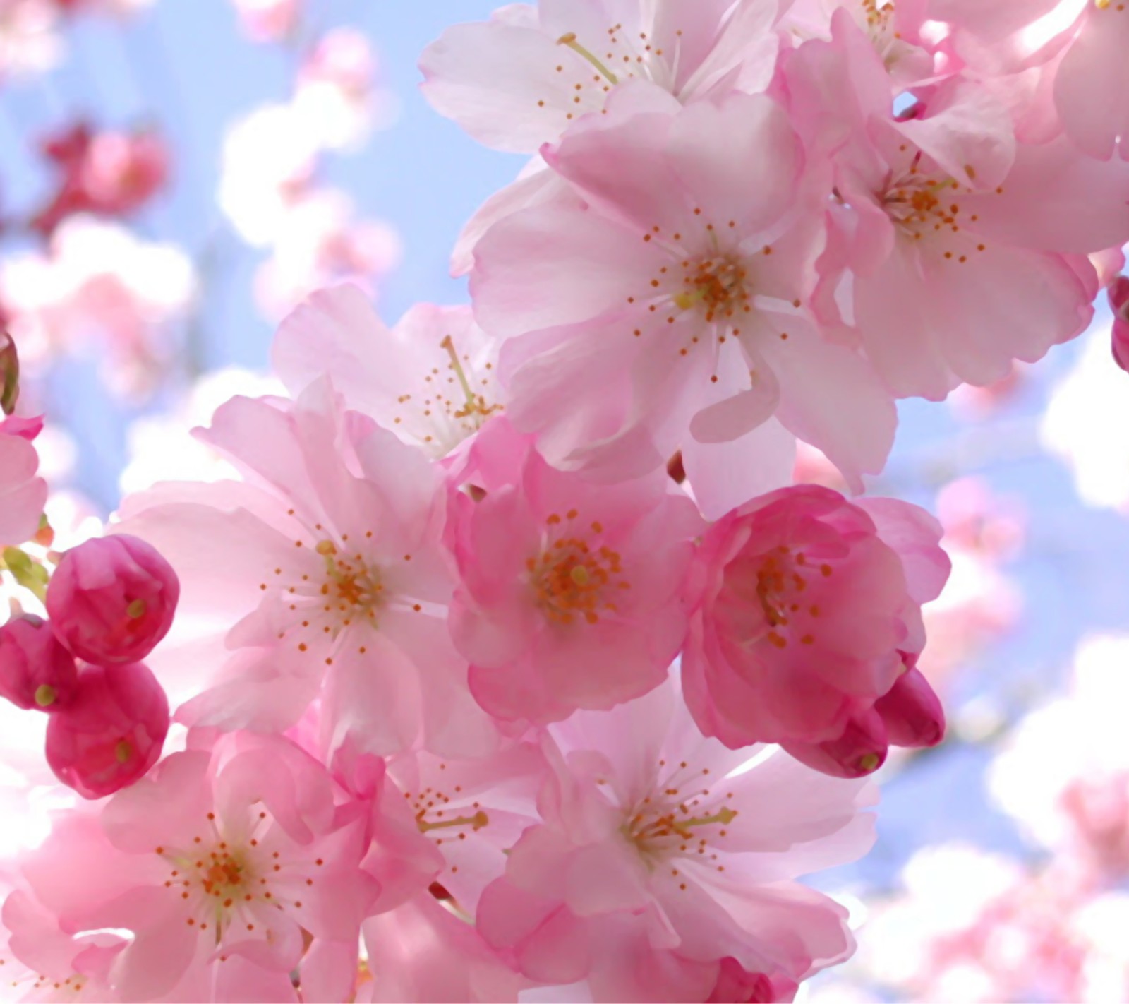 Un gros plan d'une fleur rose sur un arbre (beau, fleurs, nature)