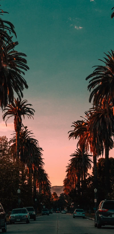 Palmiers silhouettés contre un coucher de soleil vibrant