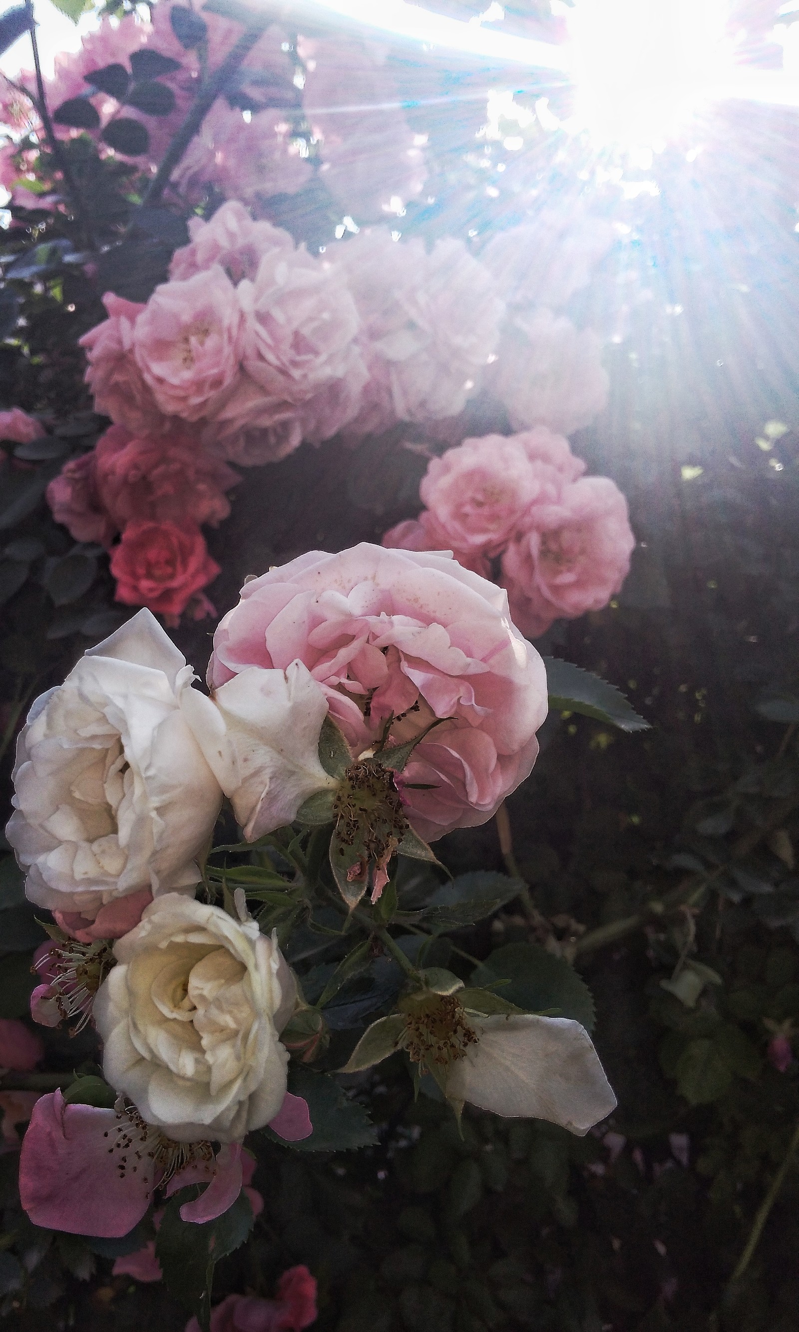 There are many pink roses growing in a bush with the sun shining (beauty, bloom, bush, flower, nature)