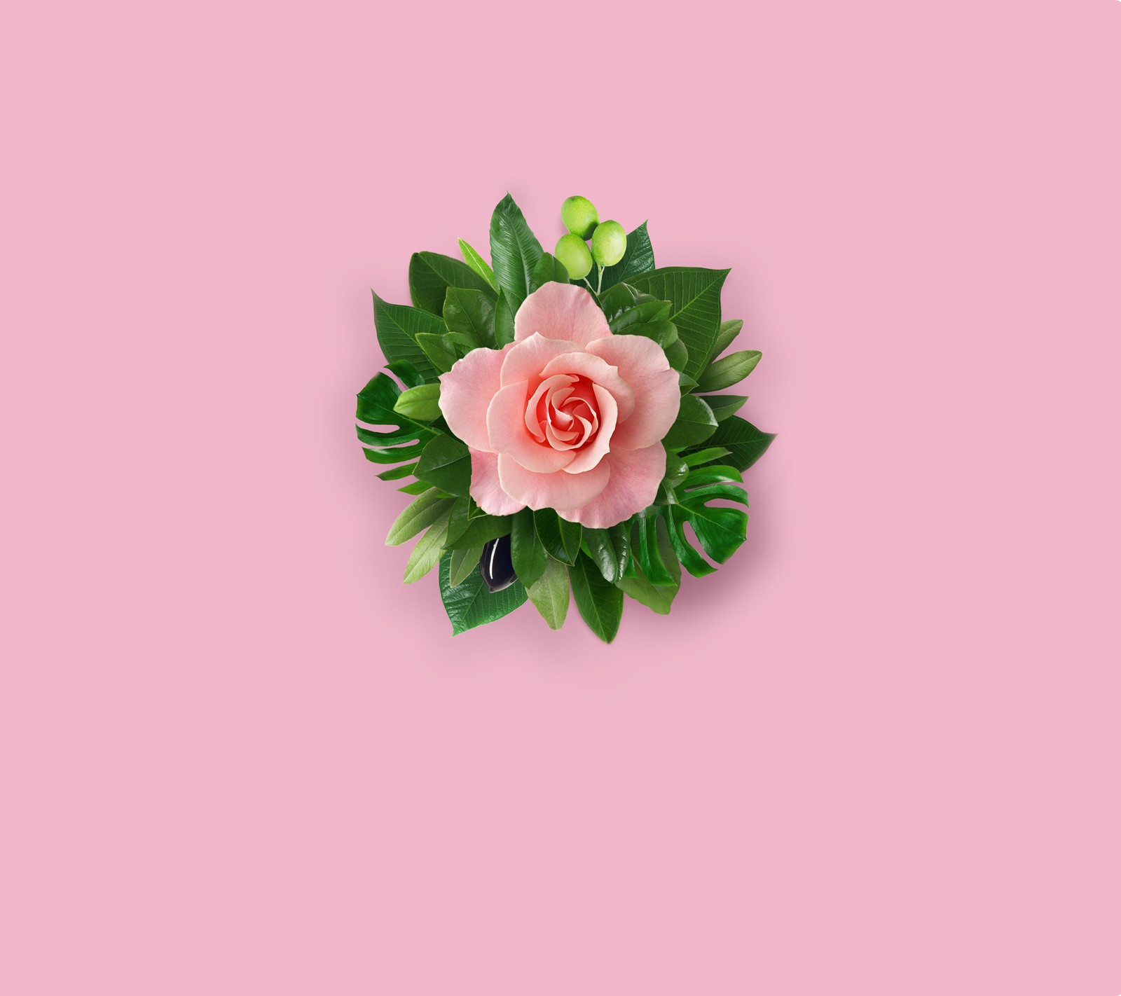 Hay una rosa rosa con hojas verdes sobre un fondo rosa (flor, fondos de pantalla de huawei mate 10, huawei mate 10 wallpapers, mate 10, flor rosa)