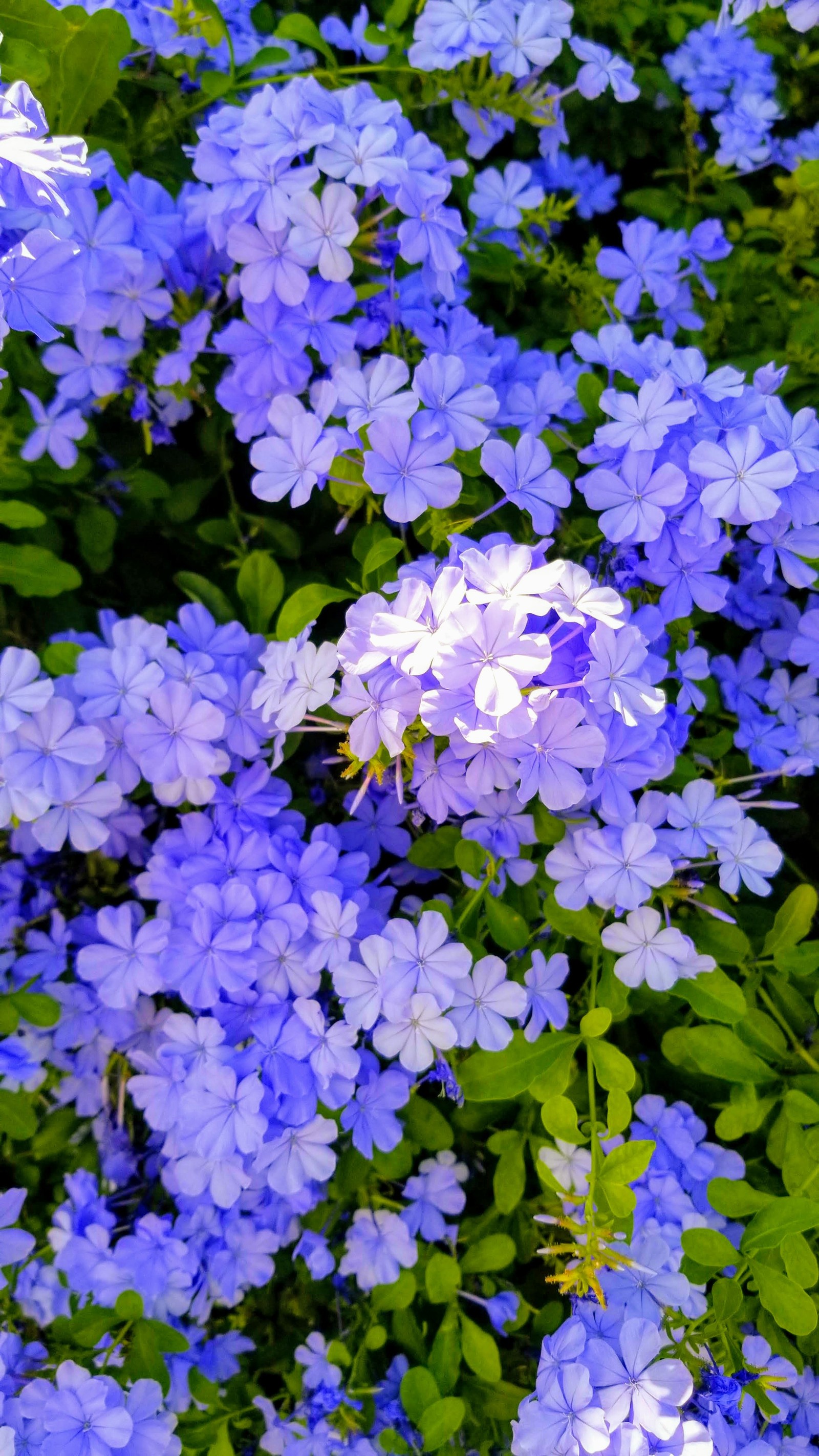 Lila blumen blühen in einem garten mit grünen blättern (blumig, blume, hawaii)