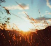 Golden sunlight shining through tall grasses at sunset.