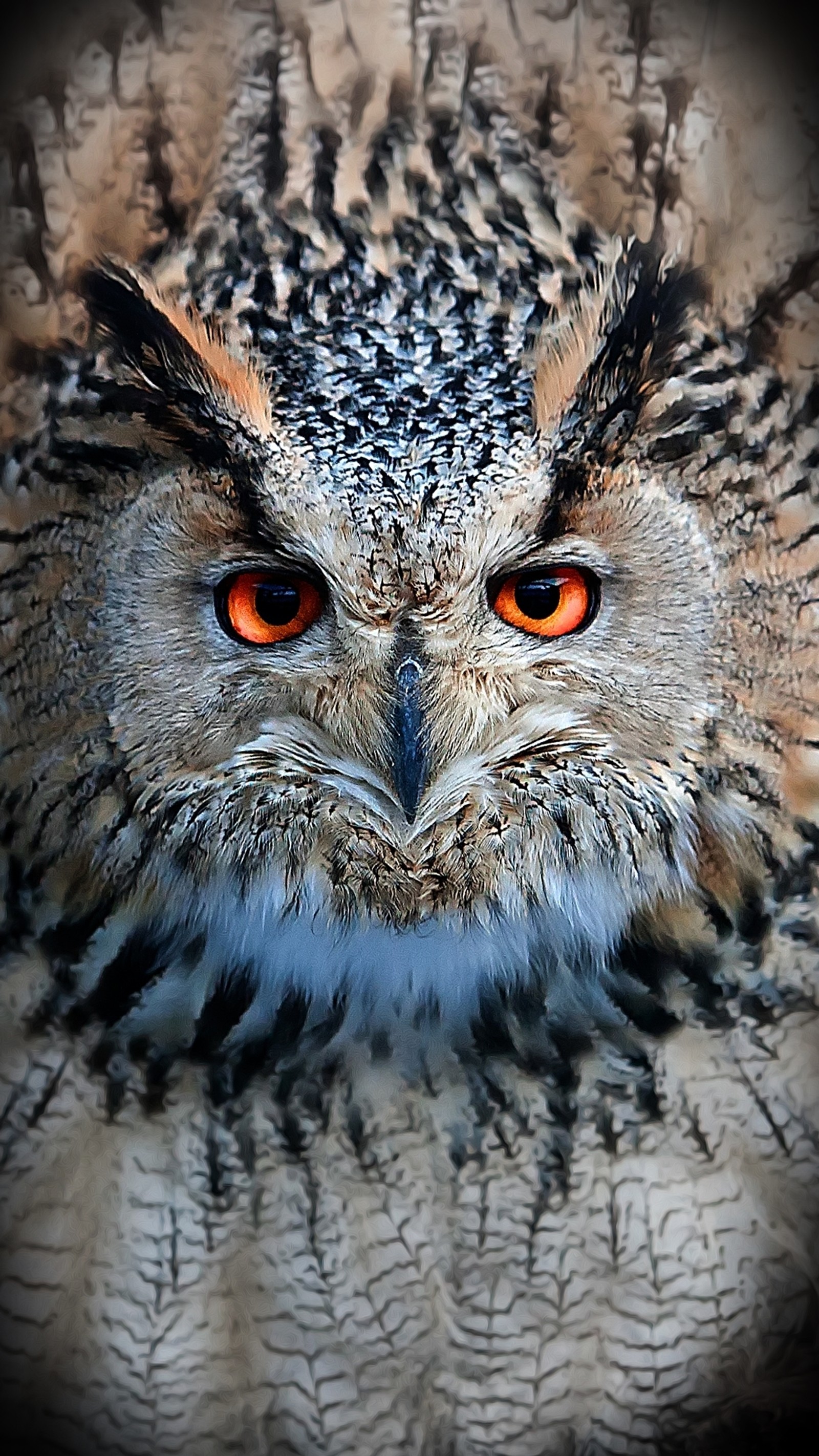 There is a close up of an owl with orange eyes (animal, bird, eyes, owl)