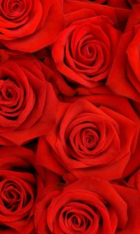 flores, amor, te extraño, rojo, rosa