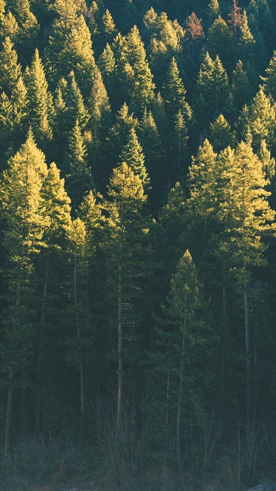 forêt, nature, arbre