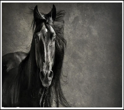 Cavalo negro majestoso em elegância monocromática