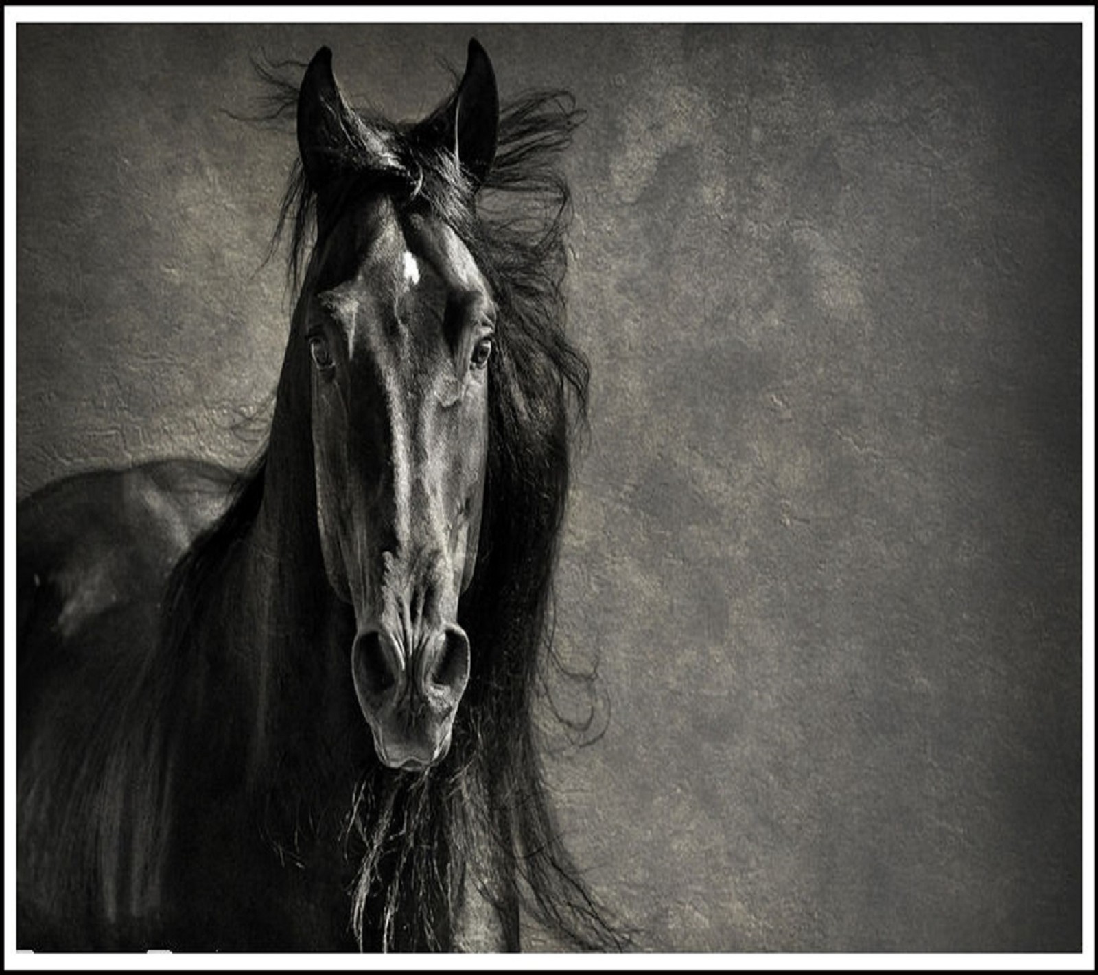 Un cheval arabe avec une longue crinière et une crinière noire se tenant devant un mur (cheval, papier peint)