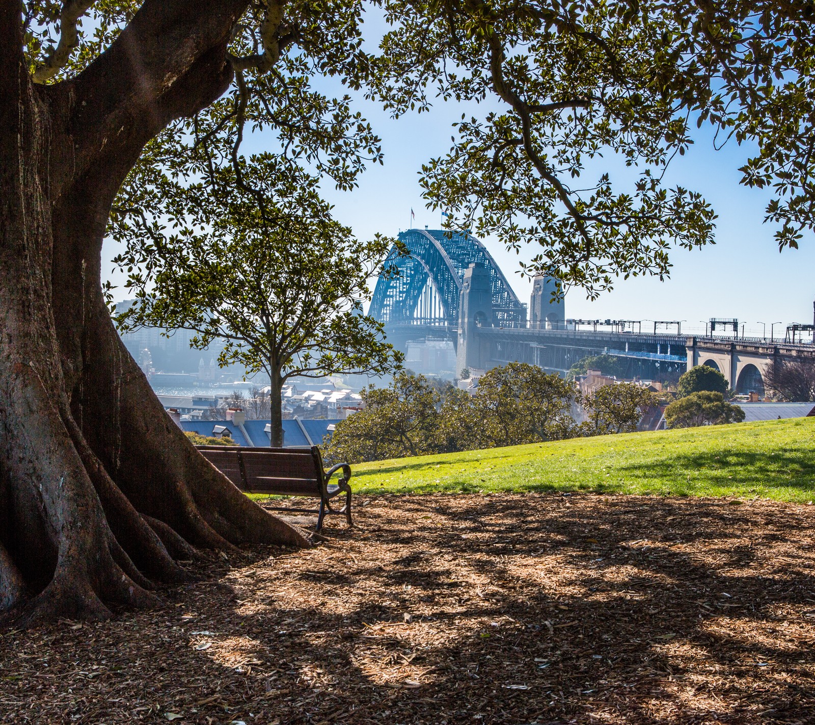 Há um banco debaixo de uma árvore em um parque com uma ponte ao fundo (austrália, ponte, sydney, árvores)