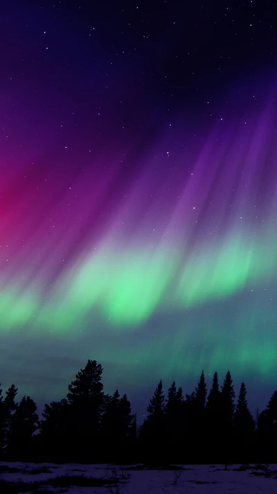 aurora borealis, forest, night, northern lights, purple