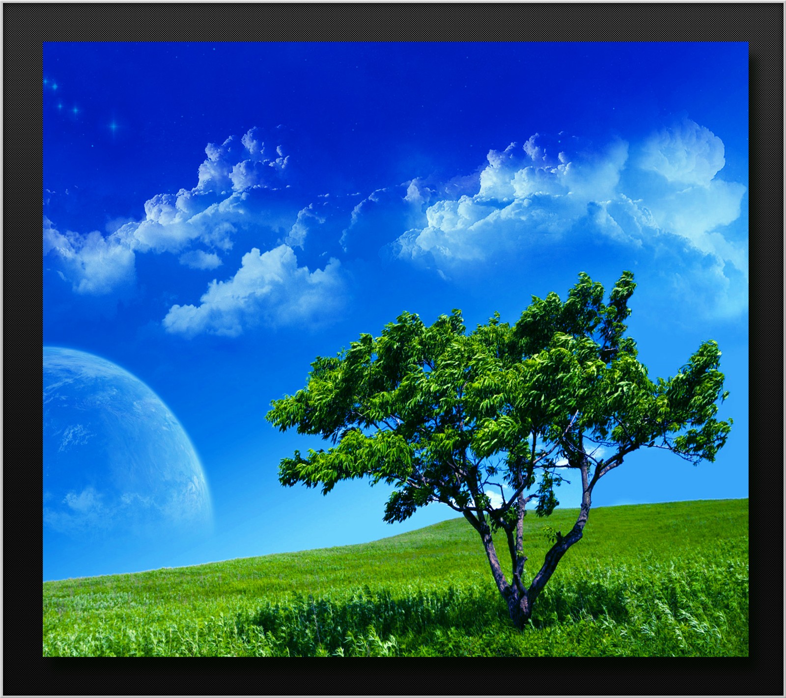 A close up of a tree in a field with a blue sky (blue, clouds, grass, green, nature)