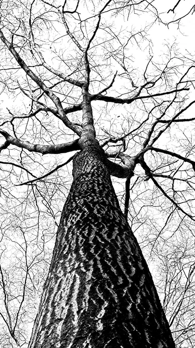 Tronco y ramas de árbol majestuosos en blanco y negro