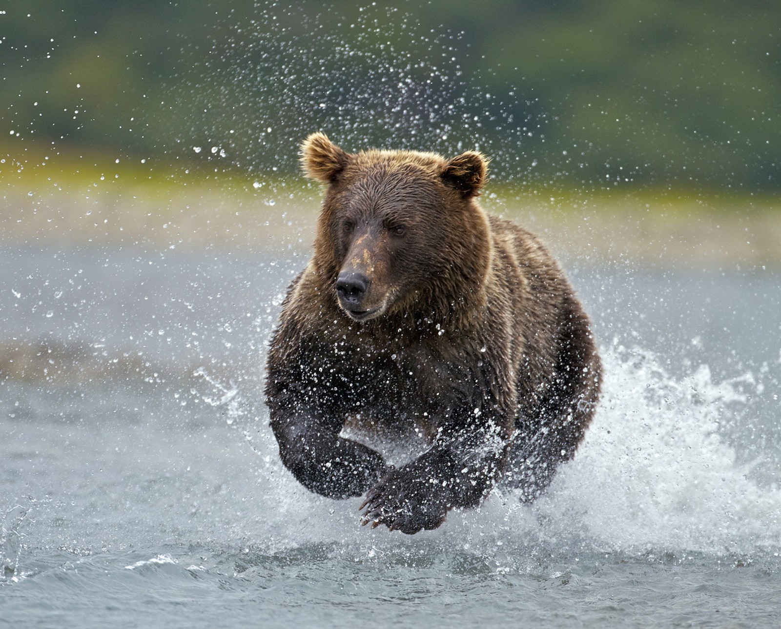 Hay un oso que corre a través del agua (alaska, brown bear fishing, parque nacional katmai)